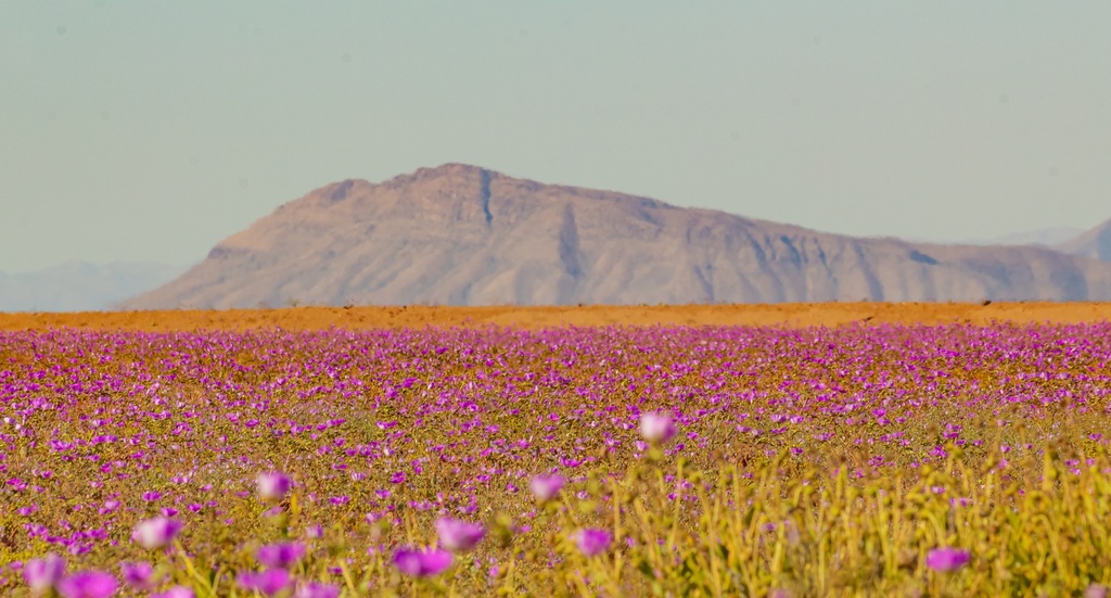 Desierto Florido en invierno